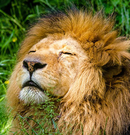 gallery/african-lion-951778_640